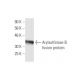 Arylsulfatase B Antibody (2G6) - Western Blotting - Image 348436