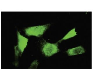 ASAHL Antibody (A19) - Immunofluorescence - Image 35580 