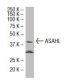 ASAHL Antibody (A19) - Western Blotting - Image 33842