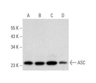 ASC/TMS1/PYCARD Antibody (D-3) - Western Blotting - Image 323834 