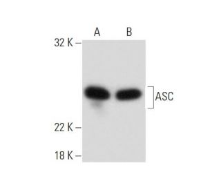 ASC/TMS1/PYCARD Antibody (F-9) - Western Blotting - Image 134810 