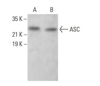ASC/TMS1/PYCARD Antibody (B-3) - Western Blotting - Image 380165