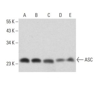 ASC/TMS1/PYCARD Antibody (B-3) - Western Blotting - Image 320451
