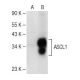 ASCL1 Antibody (G-9) - Western Blotting - Image 151198