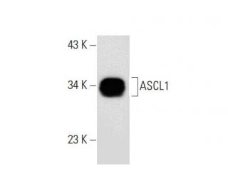 ASCL1 Antibody (G-9) - Western Blotting - Image 301359 