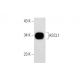 ASCL1 Antibody (G-9) - Western Blotting - Image 301359 