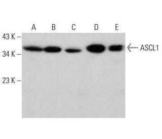 ASCL1 Antibody (G-7) - Western Blotting - Image 382817