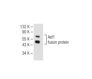 Asf1 Antibody (D-6) - Western Blotting - Image 82278