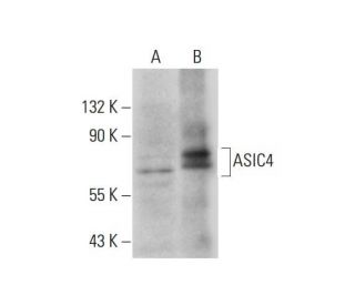 ASIC4 Antibody (E-5) - Western Blotting - Image 325190