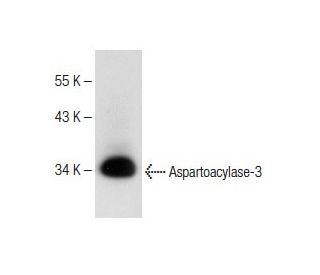 Aspartoacylase-3 Antibody (A-9) - Western Blotting - Image 151265 