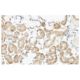 ASRGL1 Antibody (LA-52) - Immunohistochemistry - Image 53972