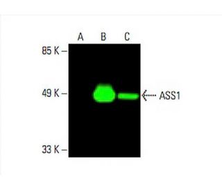 ASS1 Antibody (E-12) - Western Blotting - Image 394222