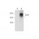 ASTL Antibody (D-8) - Western Blotting - Image 314525 