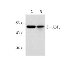 ASTL Antibody (D-8) - Western Blotting - Image 320258 