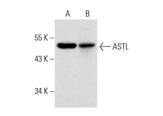 Astl Panel ASTL抗体 (D-8) | SCBIO - Santa Cruz Biotechnology