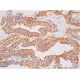 ATAD3B Antibody (A-8) - Immunohistochemistry - Image 385997