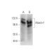 Ataxin-1 Antibody (B-3) - Western Blotting - Image 139426