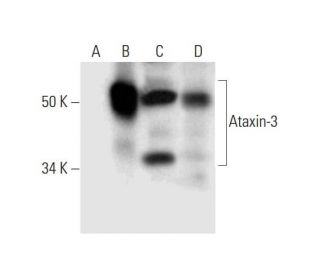 Ataxin-3 Antibody (C-5) - Western Blotting - Image 292994 