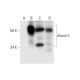 Ataxin-3 Antibody (C-5) - Western Blotting - Image 292994 