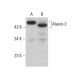 Ataxin-3 Antibody (C-5) - Western Blotting - Image 382667
