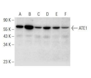 ATE1 Antibody (E-4) - Western Blotting - Image 309587 