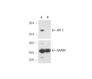 ATF-1 siRNA (h): sc-29754. Western blot analysis of ATF-1 expression in non-transfected control (A) and ATF-1 siRNA transf 