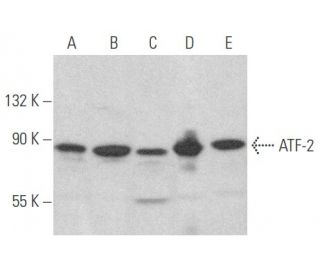 ATF-2 Antibody (F2BR-1) - Western Blotting - Image 354156 