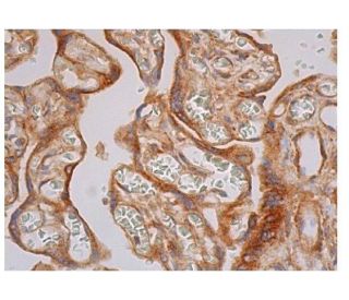 ATF4 Antibody (B-3) - Immunohistochemistry - Image 352323 
