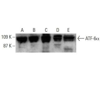 ATF-6&alpha; Antibody (F-7) - Western Blotting - Image 387997 