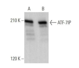 ATF-7IP Antibody (E-6) - Western Blotting - Image 374352 