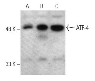 ATF4 Antibody (B-3) - Western Blotting - Image 381023