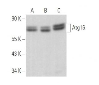 Atg16 Antibody (E-10) - Western Blotting - Image 374468