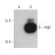 Atg3 Antibody (A-3) - Western Blotting - Image 396123