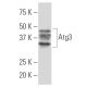 Atg3 Antibody (AA6) - Western Blotting - Image 33881