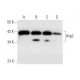 Atg3 Antibody (D-9) - Western Blotting - Image 296940 