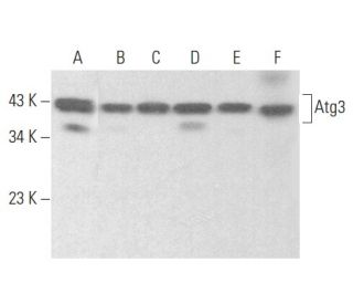 Atg3 Antibody (D-9) - Western Blotting - Image 355181 