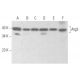 Atg3 Antibody (D-9) - Western Blotting - Image 355181 