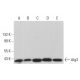 Atg3 Antibody (D-9) - Western Blotting - Image 380918