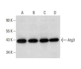 Atg3 Antibody (A-3) - Western Blotting - Image 297078