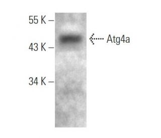 Atg4a Antibody (1458CT808.66.25.69) - Western Blotting - Image 374587