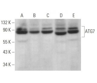 ATG7 Antibody (B-9) - Western Blotting - Image 378528Each CRISPR/Cas9 Knockout (KO) Plasmid product consists of a pool of 3 plasmids designed to ensure identification and cleavage of a specific gene for maximum knockout efficiency. Each plasmid encodes a unique 20 nt sequence derived from the GeCKO (v2) library. 