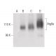 Atg9a Antibody (F-3) - Western Blotting - Image 399621
