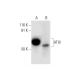 ATIII Antibody (A-6) - Western Blotting - Image 299013