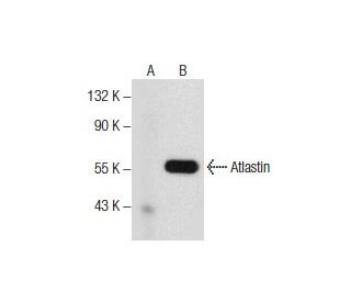Atlastin Antibody (E-9) - Western Blotting - Image 157549 