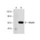 Atlastin Antibody (E-9) - Western Blotting - Image 157549 