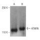 ATMIN Antibody (E-12) - Western Blotting - Image 401526
