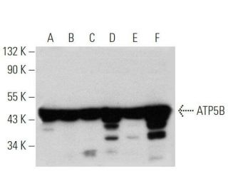 ATP5B Antibody (F-1) - Western Blotting - Image 356307 
