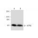 ATP5E Antibody (A-11) - Western Blotting - Image 297140