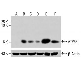 ATP5E Antibody (A-11) - Western Blotting - Image 415306