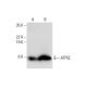 ATP5E Antibody (A-12) - Western Blotting - Image 297139